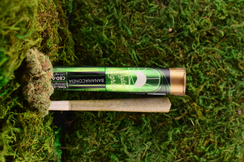 Golden Garden  | Banana Conda | Pre Roll | 1G