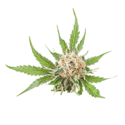 Flower category